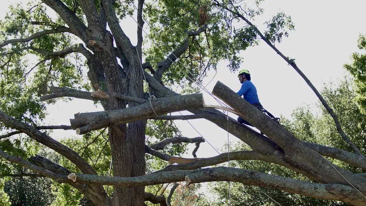 Professional Crown Thinning performed by certified arborists in Mechanicstown