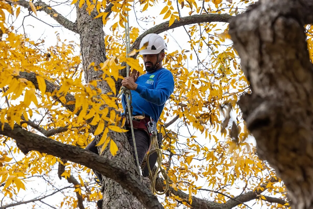 Skilled Tree Planing crew working in Mechanicstown