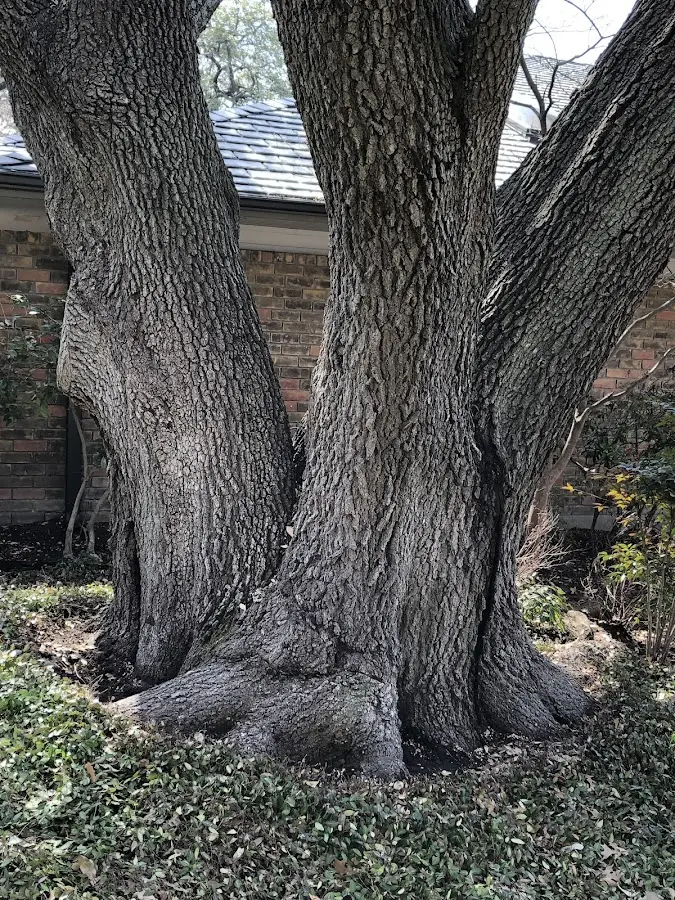 Mature heritage tree close to a Mechanicstown property cared for by certified arborists